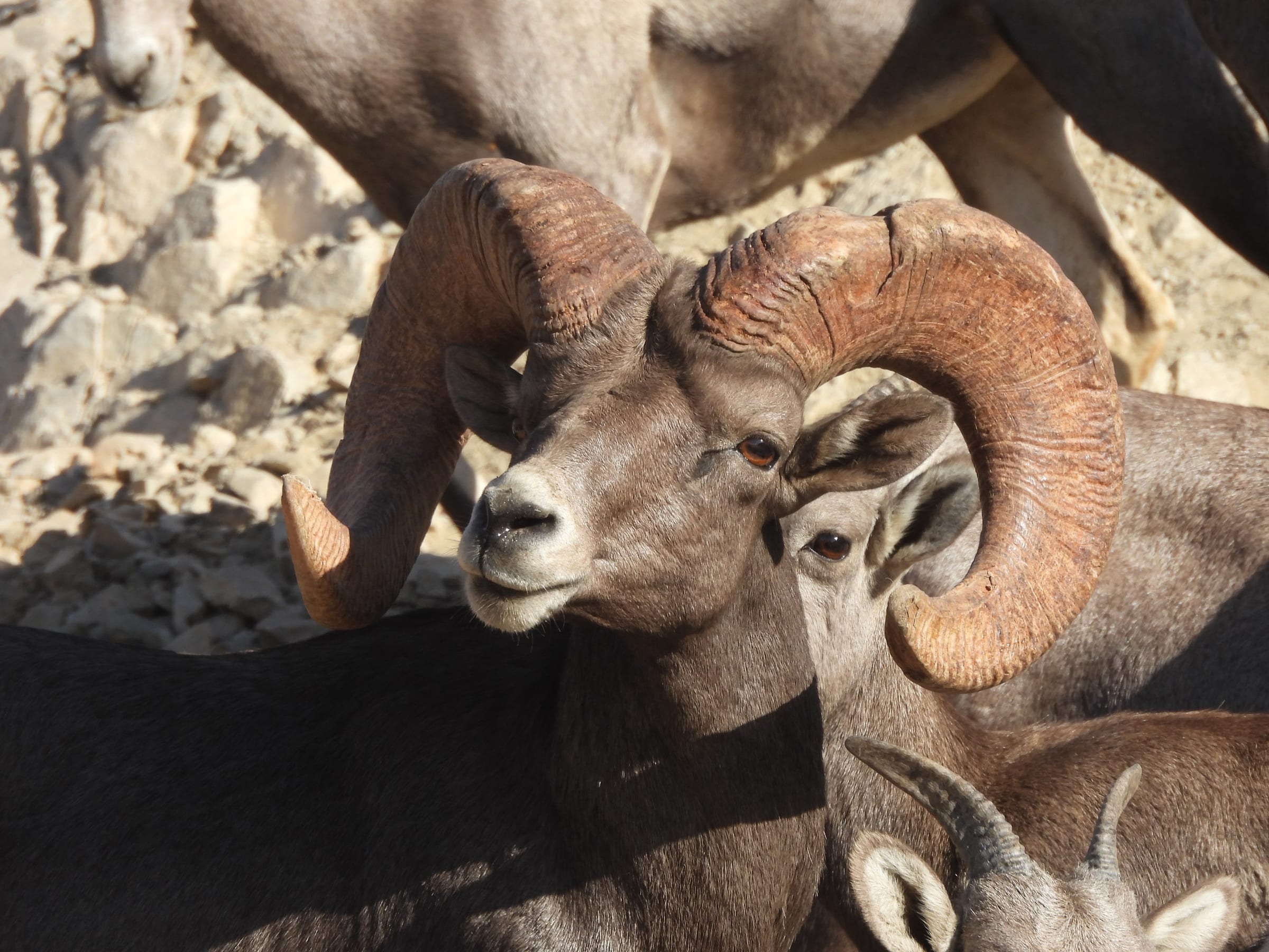 Close-up of a desert bighorn ram with curled horns