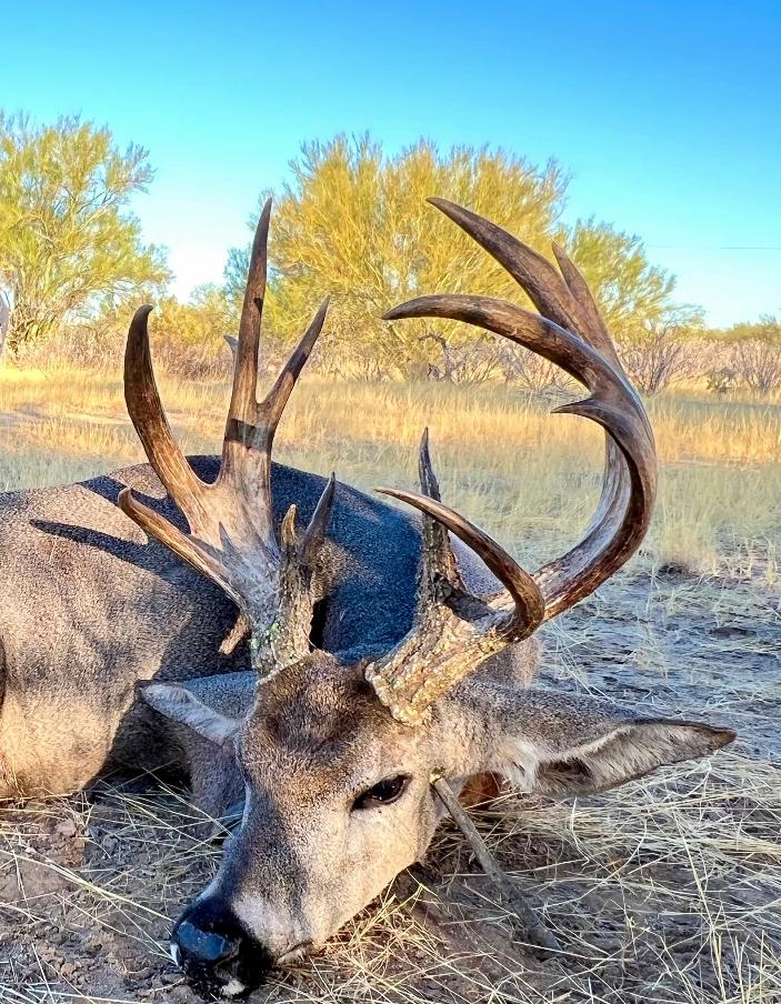 Coues deer buck with large antlers in the Sonoran desert