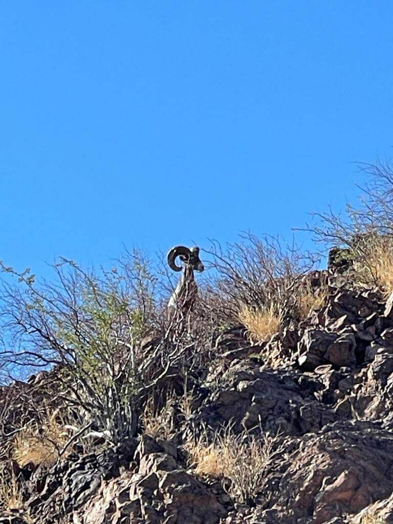 Desert Bighorn Sheep hunt photo 1