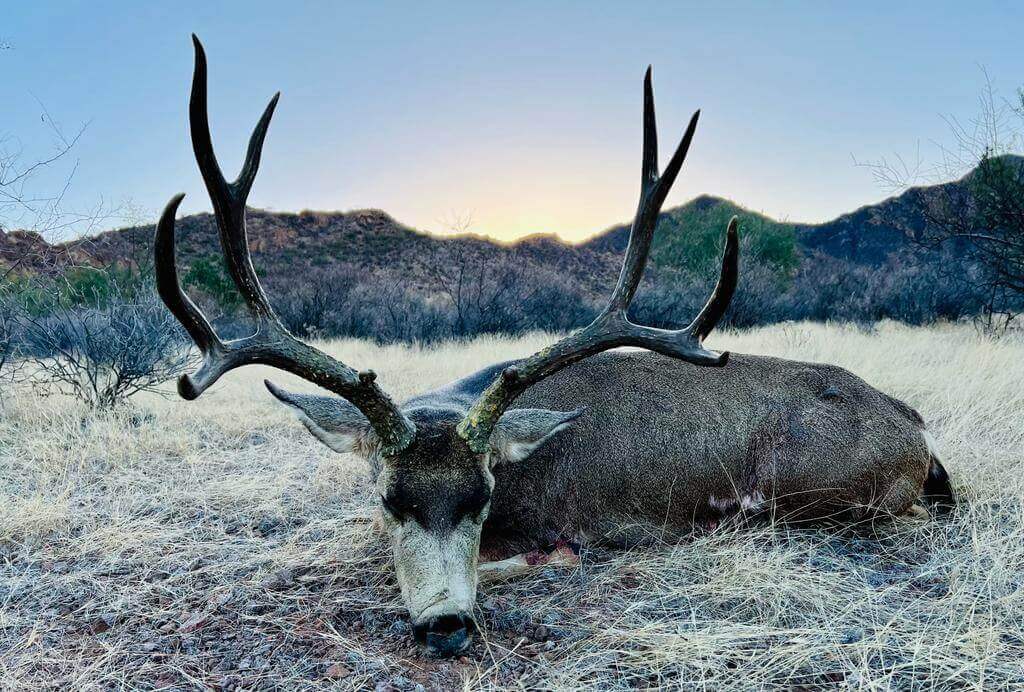 Mule Deer hunt photo 13