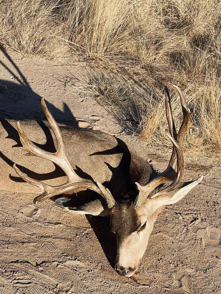Mule Deer hunt photo 14