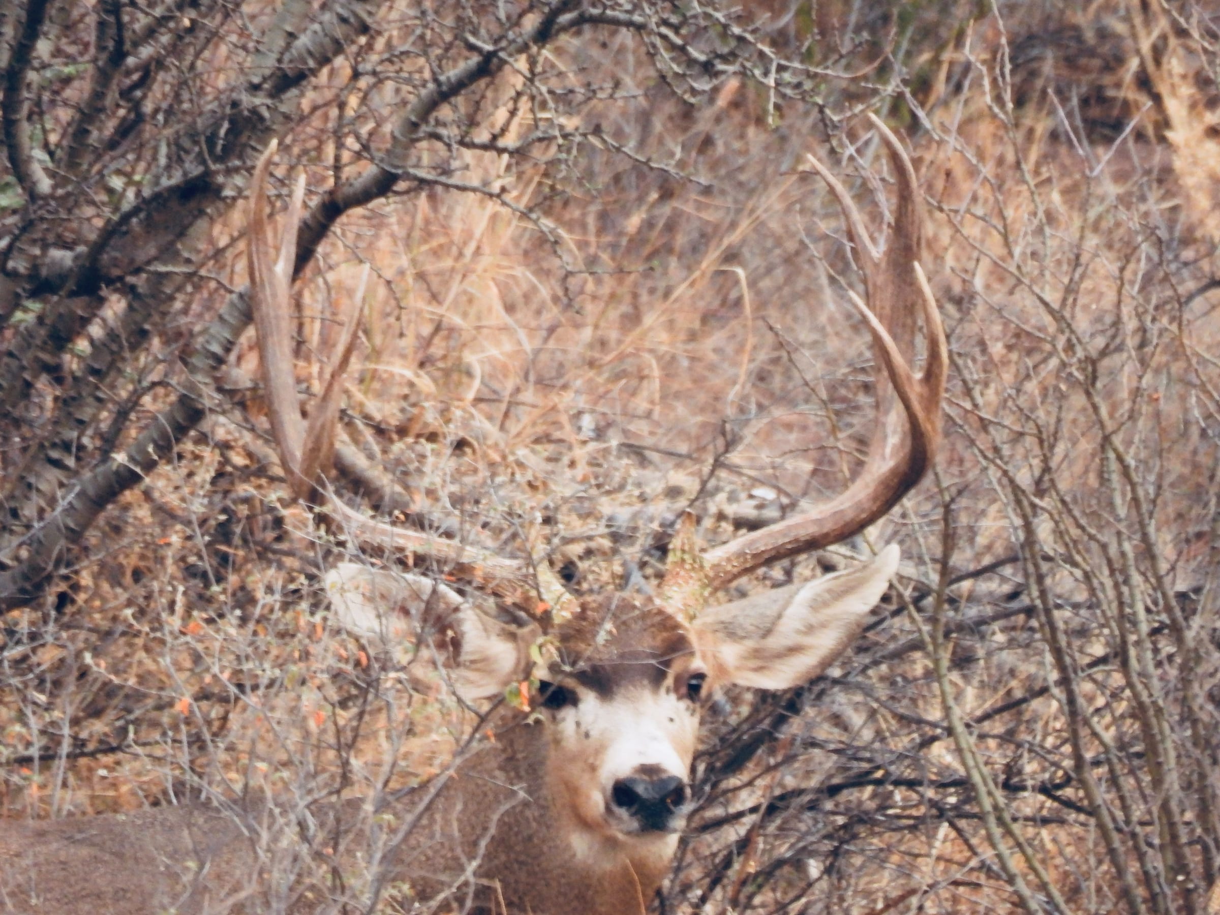 Mule deer buck with large antlers in brush